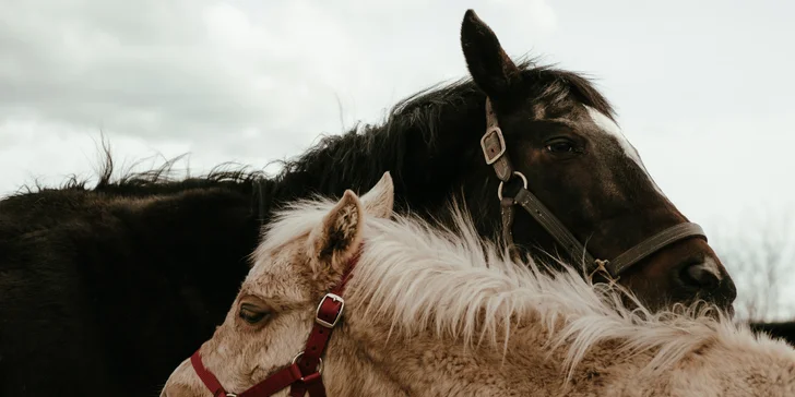 Pony školička: projížďka i pohlazení poníků včetně návštěvy dalších zvířátek
