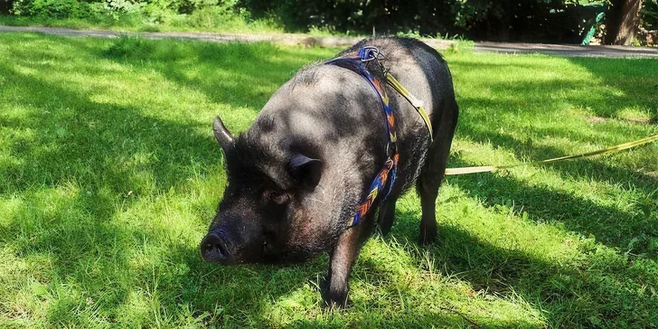 Pony školička: projížďka i pohlazení poníků včetně návštěvy dalších zvířátek