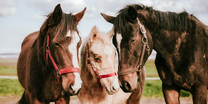 Pony školička: projížďka i pohlazení poníků včetně návštěvy dalších zvířátek