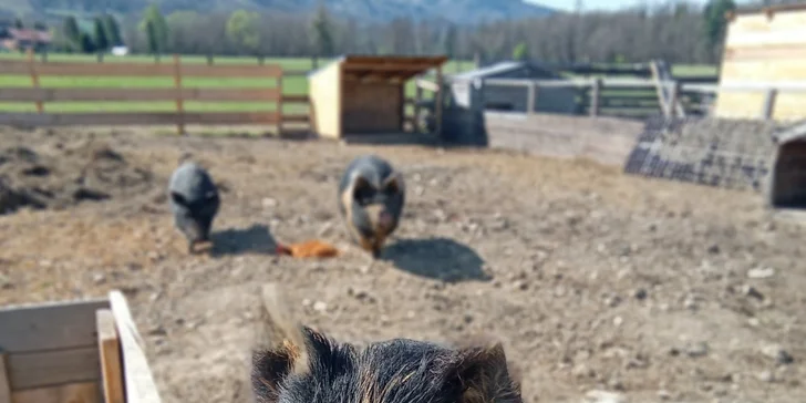 Projížďka na poníkovi pro děti, jízda na koni pro dospělé i návštěva farmy