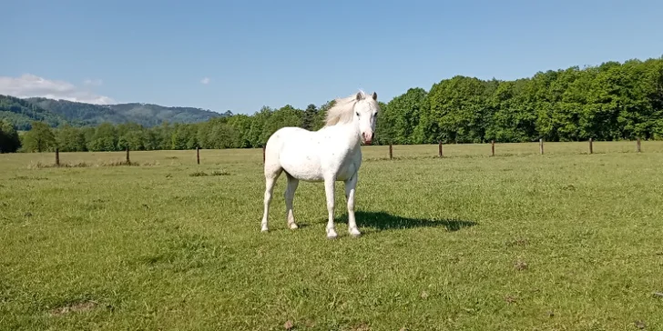 Projížďka na poníkovi pro děti, jízda na koni pro dospělé i návštěva farmy