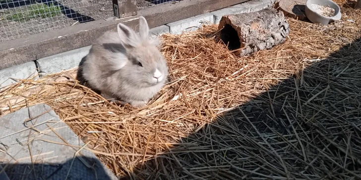 Projížďka na poníkovi pro děti, jízda na koni pro dospělé i návštěva farmy