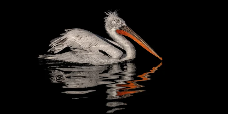 Fotografický prémium kurz v 5 různých zoo pro začátečníky i pokročilé