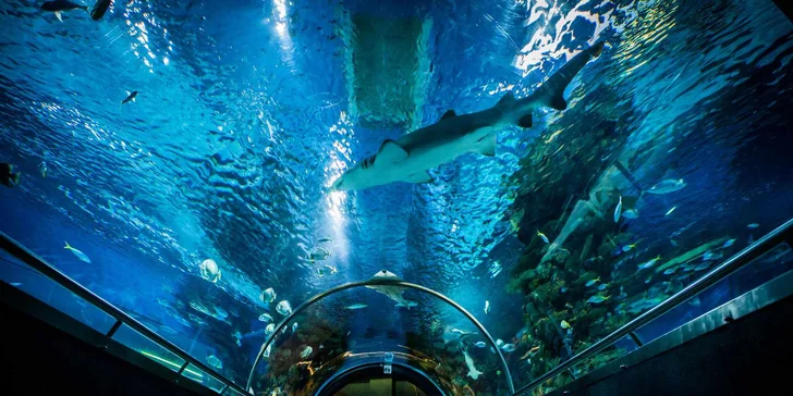 1denní výlet do Budapešti vč. dopravy autobusem: Tropicarium a zoo