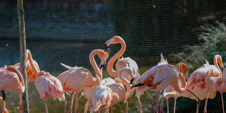 1denní výlet do Budapešti vč. dopravy autobusem: Tropicarium a zoo