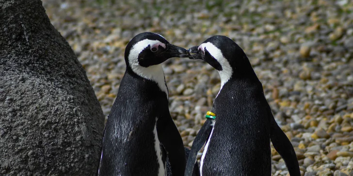 1denní výlet do Budapešti vč. dopravy autobusem: Tropicarium a zoo