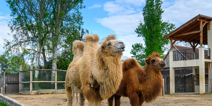 1denní výlet do Budapešti vč. dopravy autobusem: Tropicarium a zoo