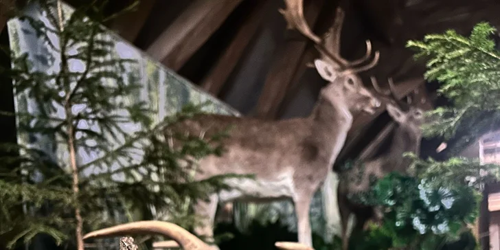 Zábava i poznání v safari resortu: vstup do Lesního království pro děti i dospělé