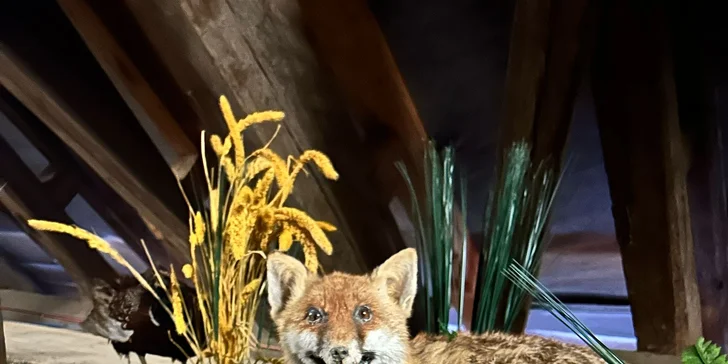 Zábava i poznání v safari resortu: vstup do Lesního království pro děti i dospělé