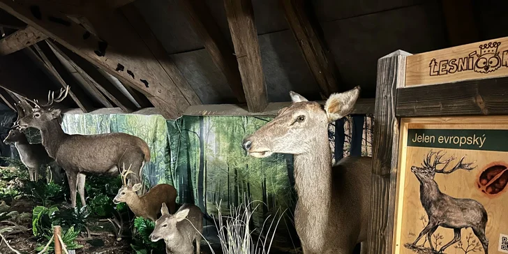 Zábava i poznání v safari resortu: vstup do Lesního království pro děti i dospělé