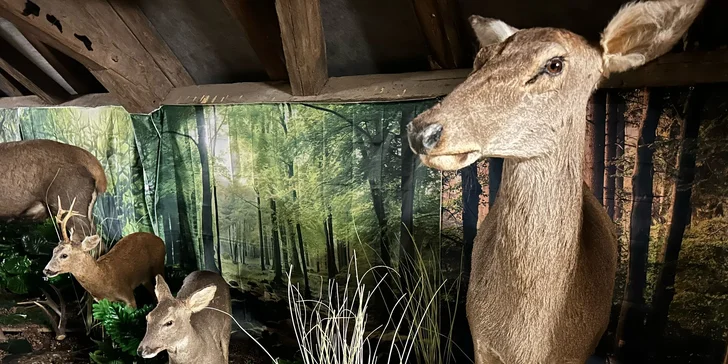 Zábava i poznání v safari resortu: vstup do Lesního království pro děti i dospělé