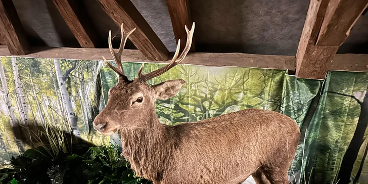 Zábava i poznání v safari resortu: vstup do Lesního království pro děti i dospělé