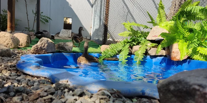 S rodinou k Baltu: snídaně, bazén a vířivka, minizoo i zahrada s grilem