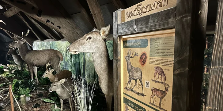 Zábava i poznání v safari resortu: vstup do Lesního království pro děti i dospělé