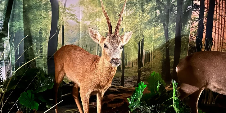 Zábava i poznání v safari resortu: vstup do Lesního království pro děti i dospělé