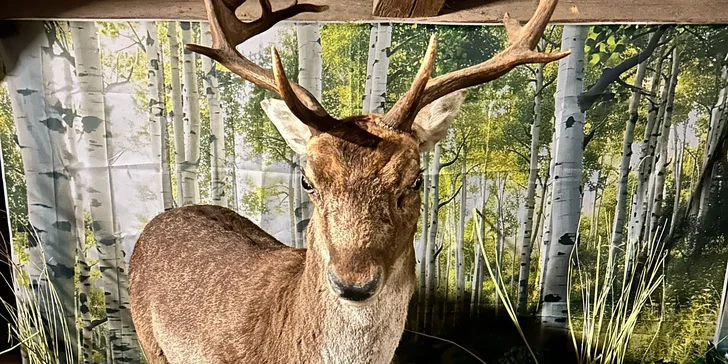 Zábava i poznání v safari resortu: vstup do Lesního království pro děti i dospělé