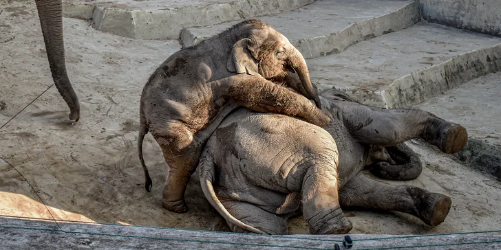 1denní výlet do Budapešti vč. dopravy autobusem: Tropicarium a zoo