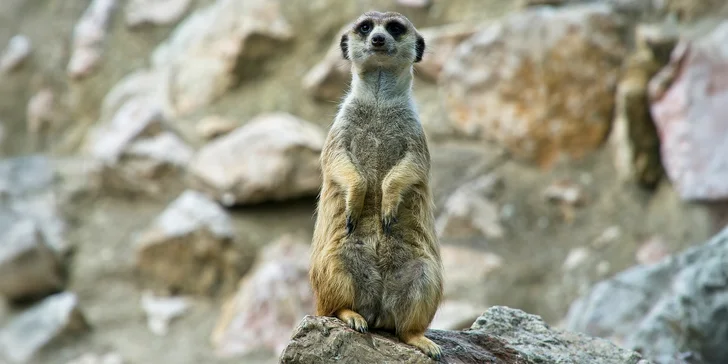 1denní výlet do Budapešti vč. dopravy autobusem: Tropicarium a zoo