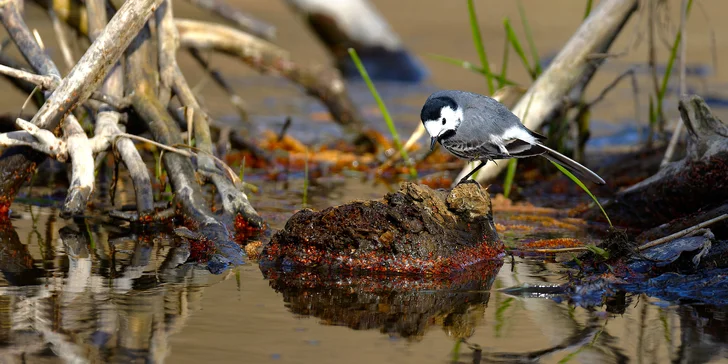 4hodinový individuální kurz focení v přírodě: půjčení techniky i pronájem fotokrytu