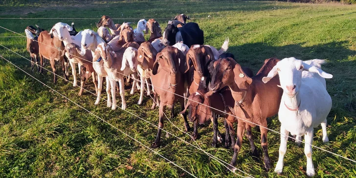 Pasení koz, prohlídka stájí i ochutnávka sýrů: exkurze na farmě pro 2 osoby i celou rodinu
