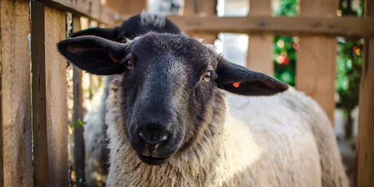 Pasení koz, prohlídka stájí i ochutnávka sýrů: exkurze na farmě pro 2 osoby i celou rodinu
