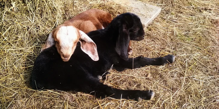 Pasení koz, prohlídka stájí i ochutnávka sýrů: exkurze na farmě pro 2 osoby i celou rodinu