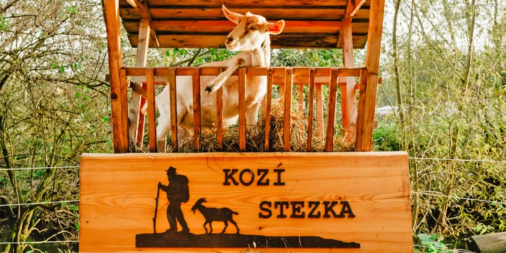 Zážitek se zvířaty: procházka po kozí stezce v doprovodu kozy i svezení na poníkovi