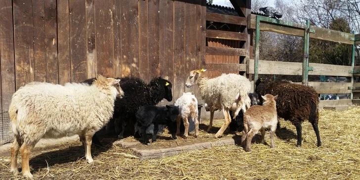 Prohlídka farmy s povídáním a krmením zvířátek i farmářem na zkoušku až pro 4 děti