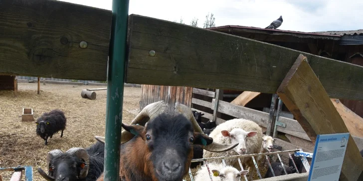 Prohlídka farmy s povídáním a krmením zvířátek i farmářem na zkoušku až pro 4 děti