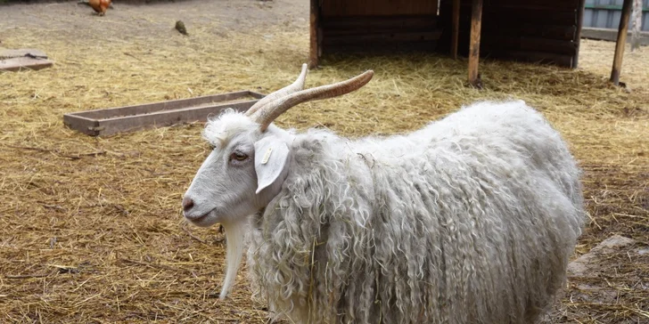 Prohlídka farmy s povídáním a krmením zvířátek i farmářem na zkoušku až pro 4 děti