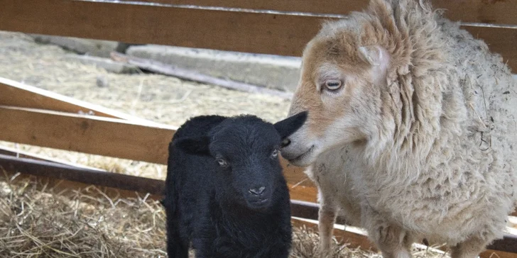 Prohlídka farmy s povídáním a krmením zvířátek i farmářem na zkoušku až pro 4 děti