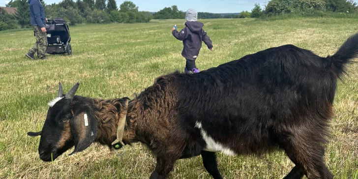 Procházka s kozou, seznámení s kůzlaty i ukázka péče a dojení až pro 4 osoby