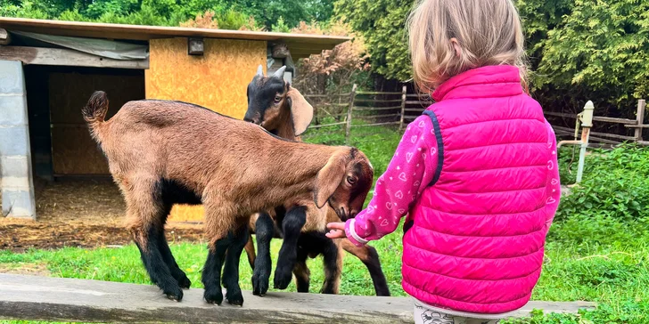Procházka s kozou, seznámení s kůzlaty i ukázka péče a dojení až pro 4 osoby