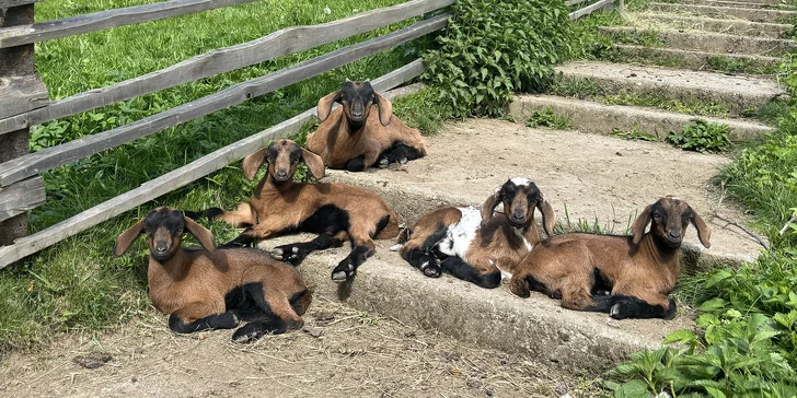 Procházka s kozou, seznámení s kůzlaty i ukázka péče a dojení až pro 4 osoby