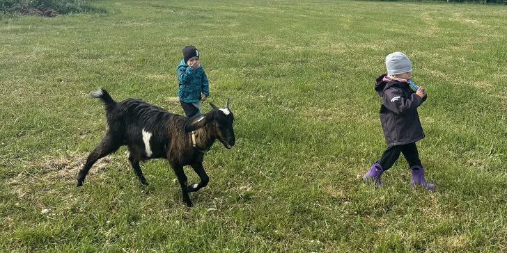 Procházka s kozou, seznámení s kůzlaty i ukázka péče a dojení až pro 4 osoby