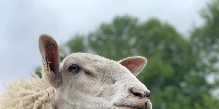 Procházka s kozou či koněm a pasení mini prasátek nebo ovcí na farmě v Jeseníkách