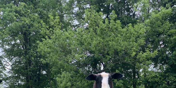 Procházka s kozou či koněm a pasení mini prasátek nebo ovcí na farmě v Jeseníkách