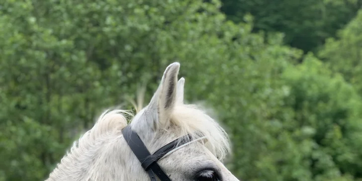 Procházka s kozou či koněm a pasení mini prasátek nebo ovcí na farmě v Jeseníkách