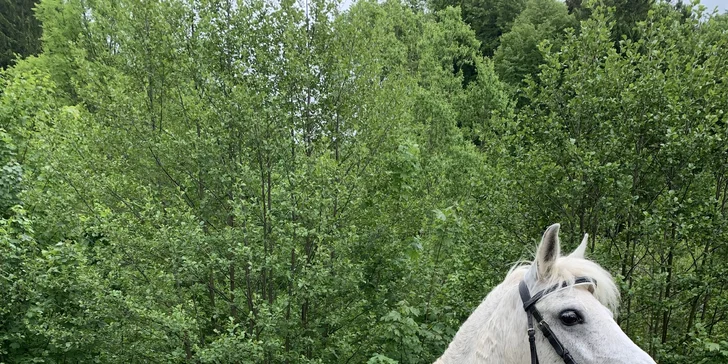 Procházka s kozou či koněm a pasení mini prasátek nebo ovcí na farmě v Jeseníkách
