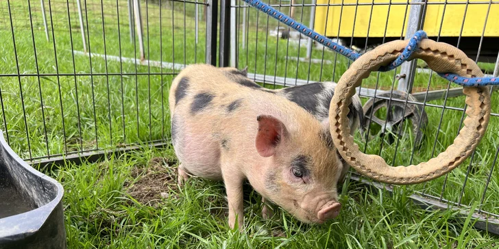 Procházka s kozou či koněm a pasení mini prasátek nebo ovcí na farmě v Jeseníkách