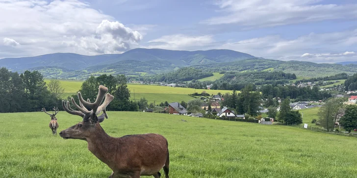 Procházka s kozou či koněm a pasení mini prasátek nebo ovcí na farmě v Jeseníkách
