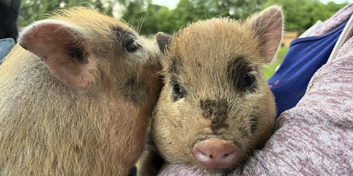 Procházka s kozou či koněm a pasení mini prasátek nebo ovcí na farmě v Jeseníkách