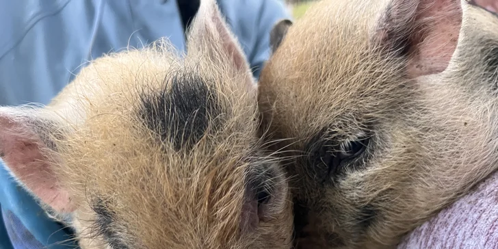 Procházka s kozou či koněm a pasení mini prasátek nebo ovcí na farmě v Jeseníkách