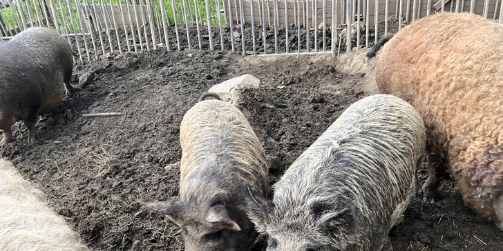 Procházka s kozou či koněm a pasení mini prasátek nebo ovcí na farmě v Jeseníkách