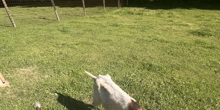 Procházka s kozou či koněm a pasení mini prasátek nebo ovcí na farmě v Jeseníkách