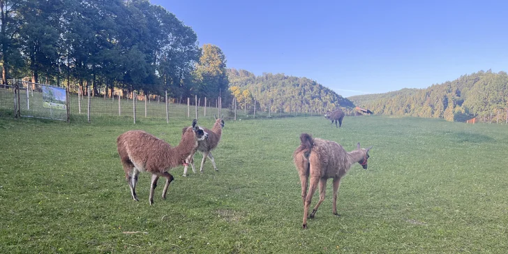 Procházka s kozou či koněm a pasení mini prasátek nebo ovcí na farmě v Jeseníkách