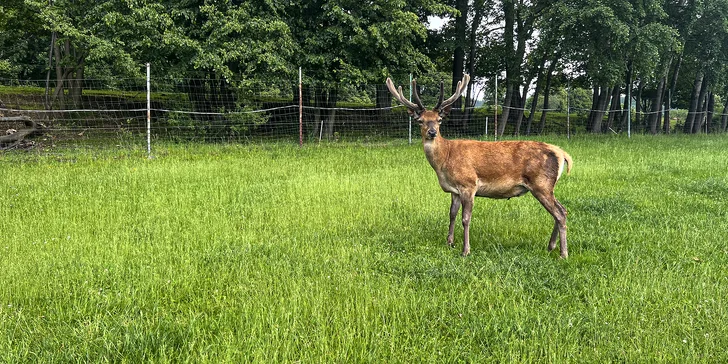 Procházka s kozou či koněm a pasení mini prasátek nebo ovcí na farmě v Jeseníkách