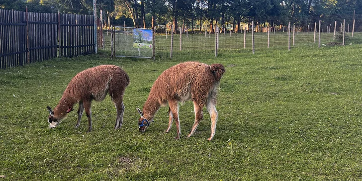 Procházka s kozou či koněm a pasení mini prasátek nebo ovcí na farmě v Jeseníkách