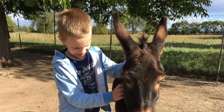 Na procházku s oslíkem i vč. krmení nebo profesionální focení 9 snímků