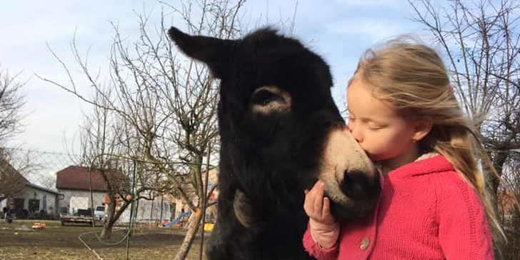 Na procházku s oslíkem i vč. krmení nebo profesionální focení 9 snímků